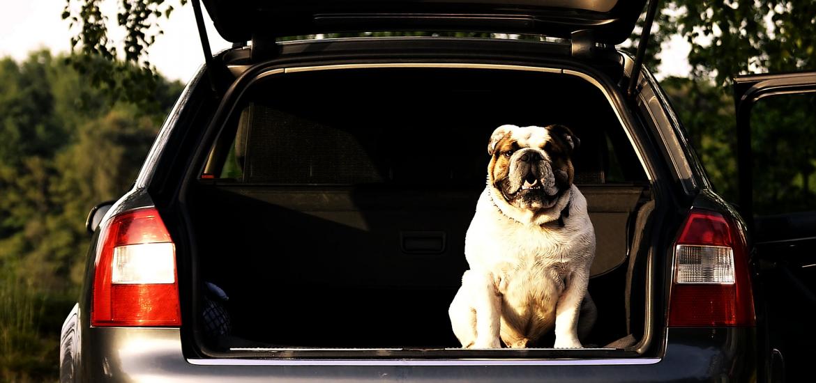 vehicle with back trunk open and bulldog sitting in the trunk, smiling