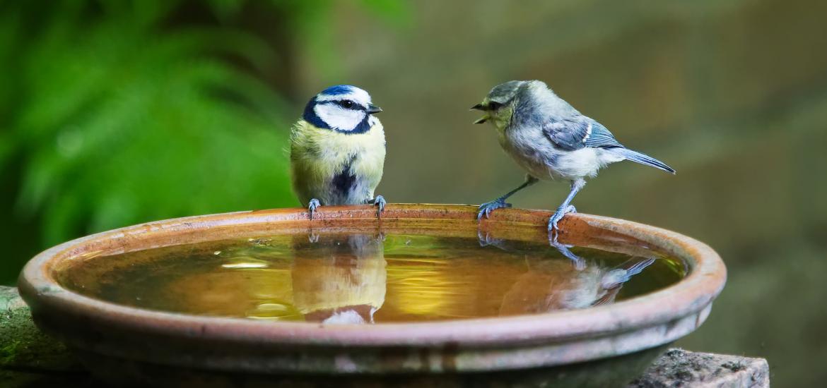 two birds sitting on a birdbath chatting