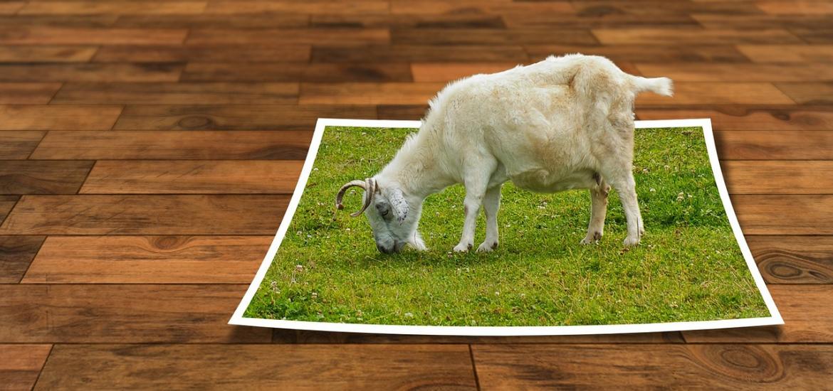 Goat on top of printer paper with grass on it
