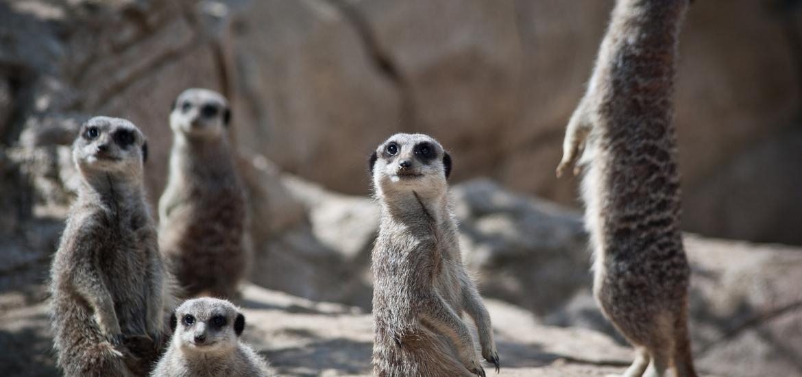 meerkats popping their heads up, looking alert