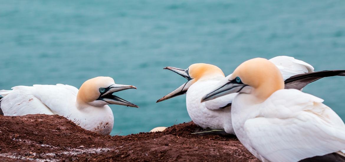 crazy birds yelling at each other with beaks open