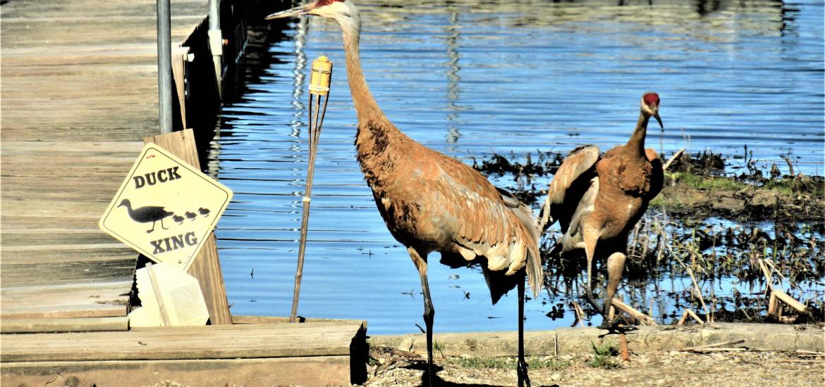 Sandhill cranes by a dock with a duck crossing sign